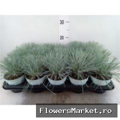 Festuca glauca CompactA Blue®