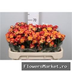Rosa TR 'Land of Fire'