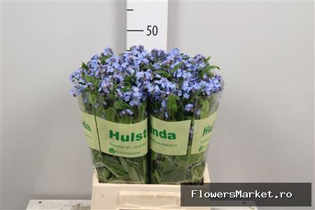 Myosotis   ...