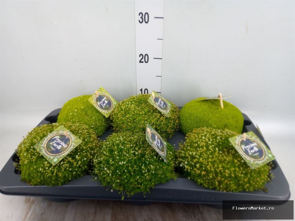 Mossy Jewels Big Mix Per Tray, schaaltje 13