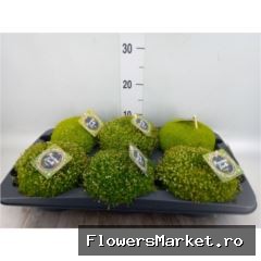 Mossy Jewels Big Mix Per Tray, schaaltje 13