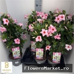 Mandevilla 'Sundavil Cream Pink'