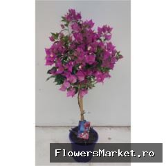 Bougainvillea 'Alexandra'