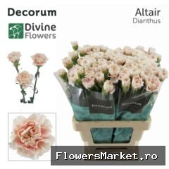 Dianthus ST 'Altair'