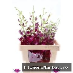 Dendrobium ...