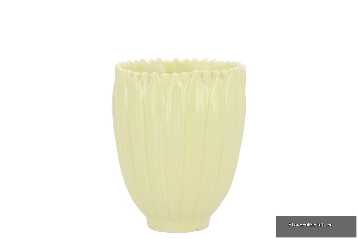 Bloom Daisy Dreamy Yellow Cup 8x8x9cmv Nm