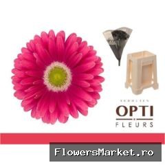 Gerbera GB 'Unique'