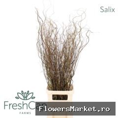 Salix