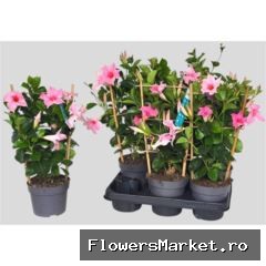 Mandevilla 'Sundavil Cream Pink'