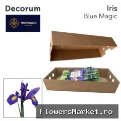 Iris  'Blue Magic'
