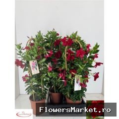 Mandevilla sand. 'Rio Grande Scarl'