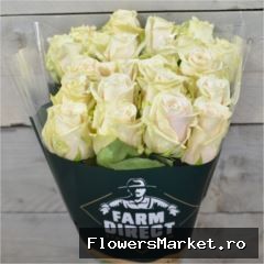 Rosa GR 'Vendela'