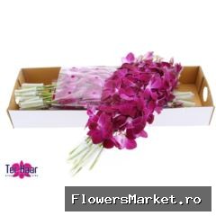Dendrobium ...