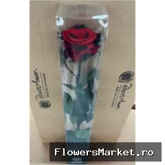 50cm Stem Red03
