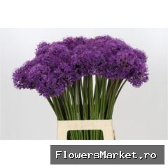 Allium  'Gladiator'