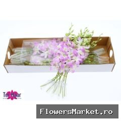 Dendrobium   ...