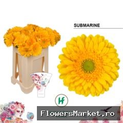 Gerbera GB 'Submarine'