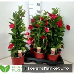Mandevilla  'Rio Grande Red'