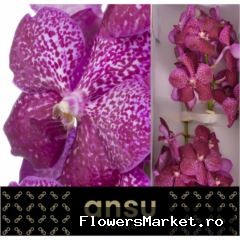 Vanda Sunanda Magenta Glitter