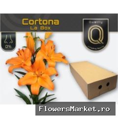 Lilium long. x asi. 'Cortona'