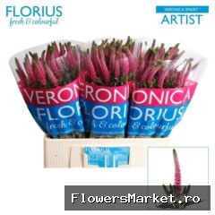 Veronica  'Smart Artist'