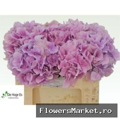 Hydrangea  'Royal Benefit'