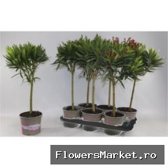 Nerium oleander   ...