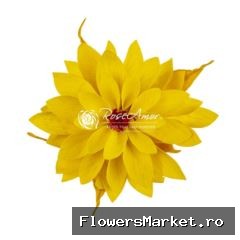 Dalia Yel02