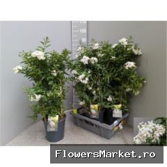Solanum jasminoides