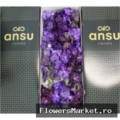 Vanda Purple Mix X16