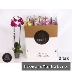 Phalaenopsis   ...mix  7