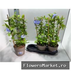 Plumbago auriculata