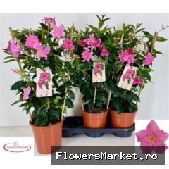 Mandevilla sand. 'Rio Eleg Pink'