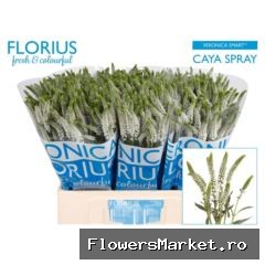 Veronica  'Caya'