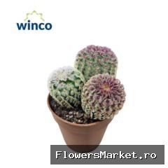 Echinocactus   ...