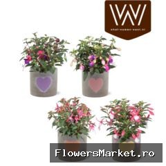 Fuchsia  'Bella Fuchsia'  ..mix