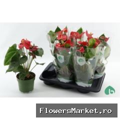 Anthurium andr. 'Arebo'