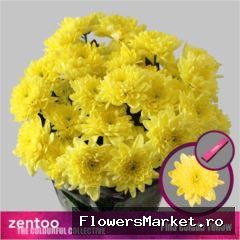 Chrysanthemum TR 'Pina Colada Yell'