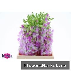 Dendrobium   ...
