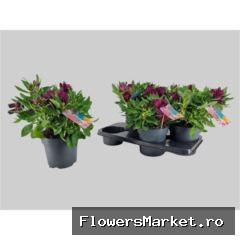 Alstroemeria  'Intic Dark Purple'