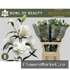 Lilium ori. DB 'Bowl of Beauty'