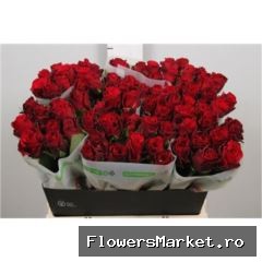 Rosa GR 'Upper Class'