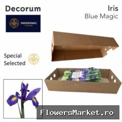 Iris  'Blue Magic'