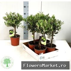 Olea europaea