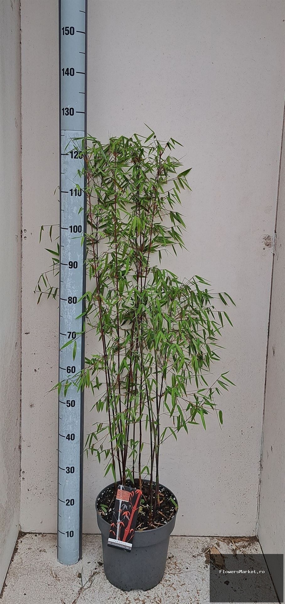 Plante perene TFARJ1 319080