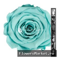 60cm Stem Blu02