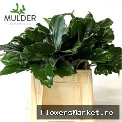Philodendron 'Xanadu'