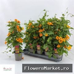 Thunbergia  'Suzie Orange wEye'