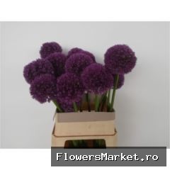 Allium   ...GR