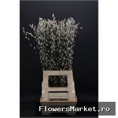 Salix caprea 'Snow Flake'